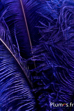Autruche premium - 50-60 cm - myrtille